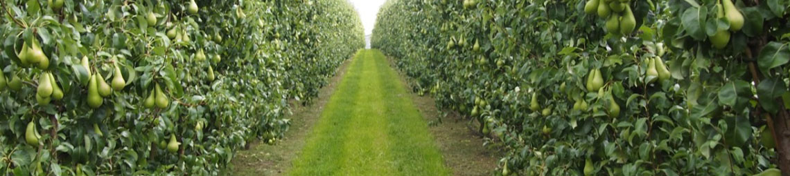 Agricultural products (Walnut)